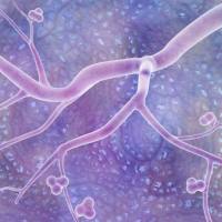 病理学技术服务