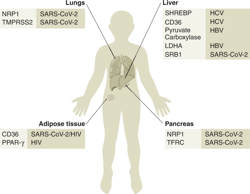 对抗疾病新方法?阻止病毒窃取营养物质