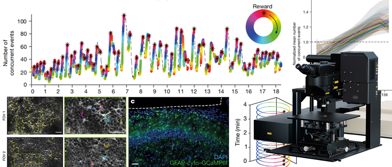 科技前沿丨海马星形胶质细胞编码奖赏位置
