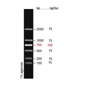 M10-01 OMEGA DL2000 DNA Marker