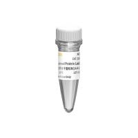 未染色蛋白质分子量标准（14.4-116 kDa）