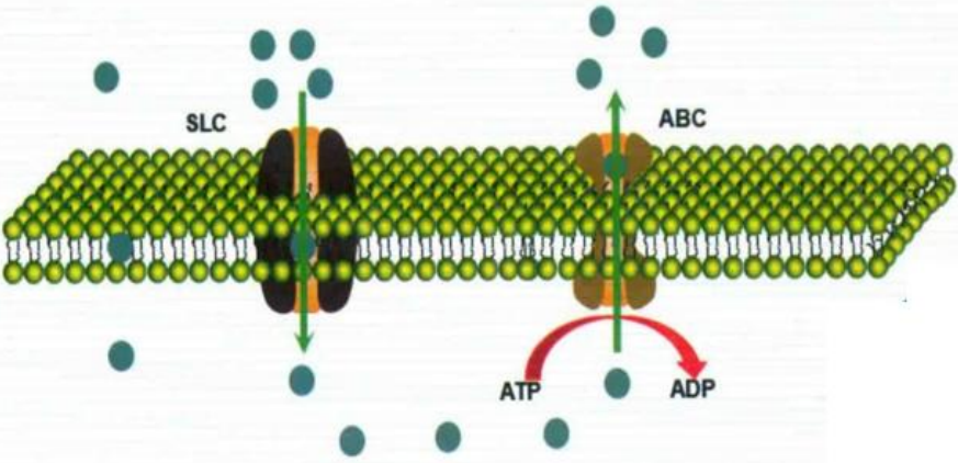 IPHASE/汇智和源新品推介 — ABC转运体囊泡和SLC转运体细胞