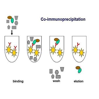 免疫共沉淀(CoIP蛋白与蛋白)