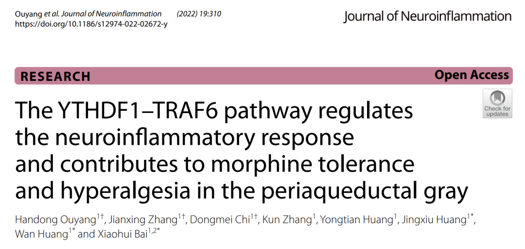 IF=9.587【客户文章】中山大学附属医院白晓晖/黄婉/欧阳汉栋医生团队揭示PAG中YTHDF1在吗一啡耐受和MIH中的调节作用