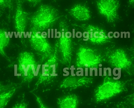 原代细胞厂家浅谈之-- Cell Biologics 