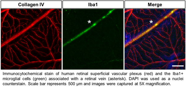 原代细胞厂家浅谈之—Zenbio