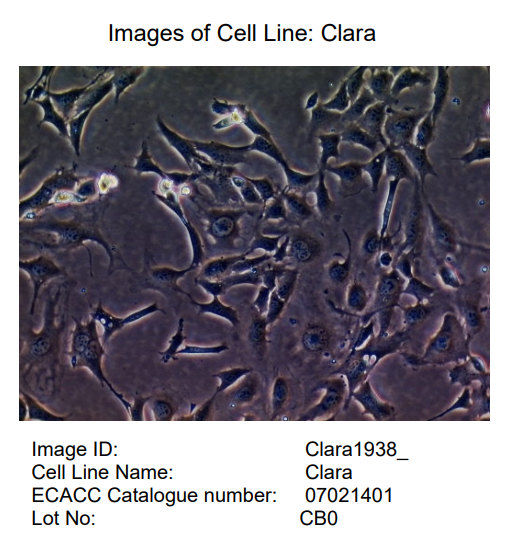 小鼠肺上皮祖细胞系C22 (Clara),ECACC #07021401