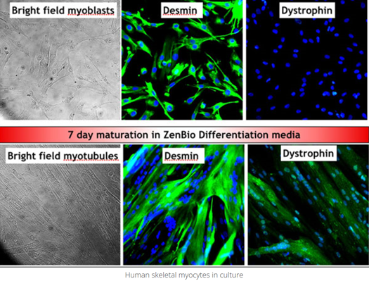 原代细胞厂家浅谈之—Zenbio