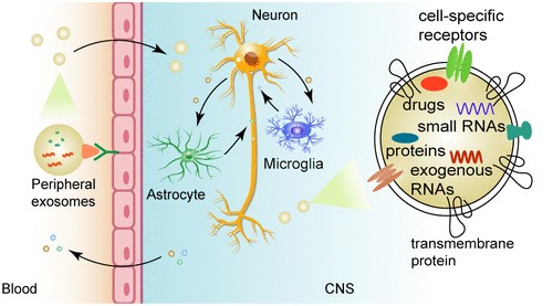 外泌体-一种有前景的穿越血脑屏障药物递送载体