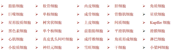 原代细胞厂家浅谈之-- Cell Applications 