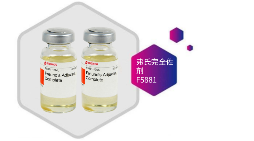 小鼠来源抗RCTOR单克隆抗体