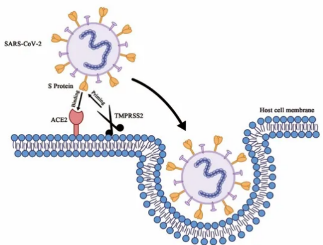 研究新冠 S 蛋白与 ACE2 受体作用的重组假病毒载体和细胞模型 —助力新冠药物开发和中和抗体评估