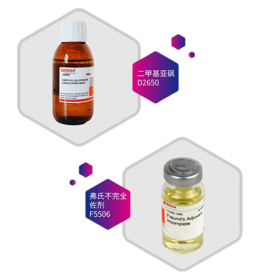 小鼠来源抗RCTOR单克隆抗体
