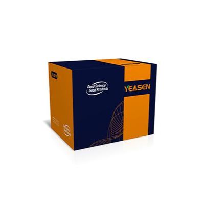 RORα2-Luc荧光素酶报告基因质粒(RORα2 Luciferase Reporter Plasmid)