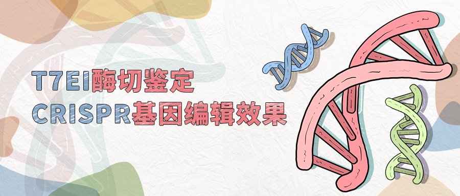 载体家小课堂 | T7EI酶切鉴定CRISPR基因编辑效果
