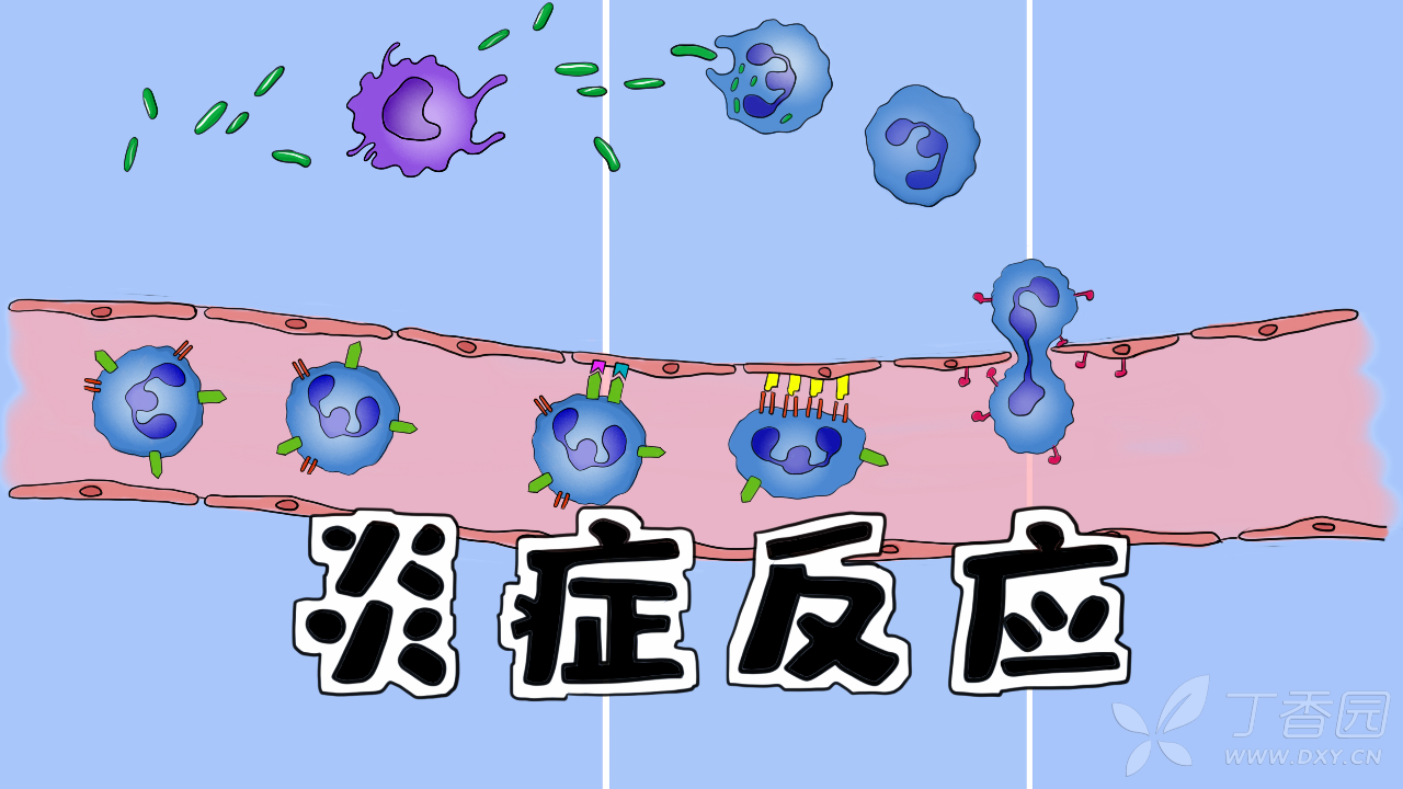 手绘动画 | 炎症反应全过程+白细胞渗出过程