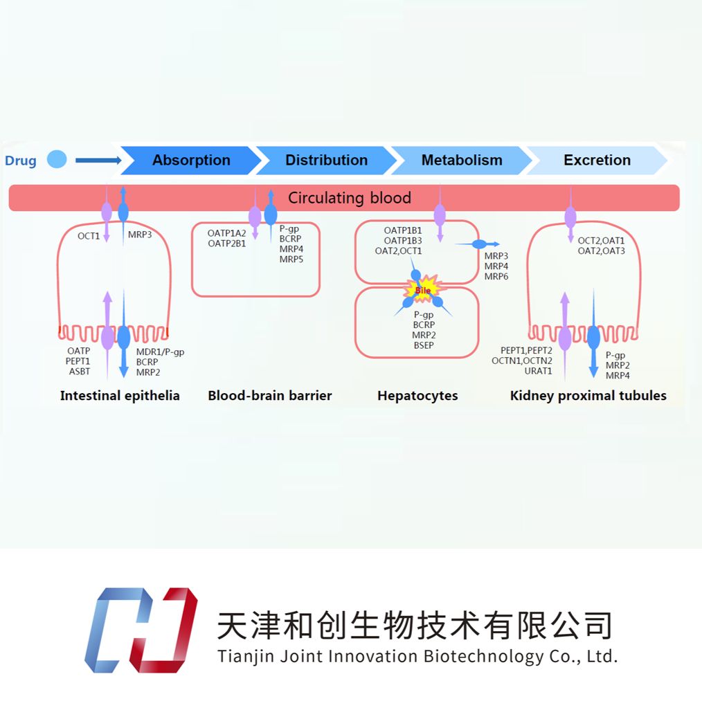 临床前药物转运体研究