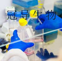 mda-MB-175VII;人乳腺导管癌细胞种子库出厂价