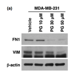 常规鼠源多克隆抗体定制服务---高纯度，高特异识别，高灵敏
