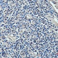 XRCC4 (7C10) Mouse mAb