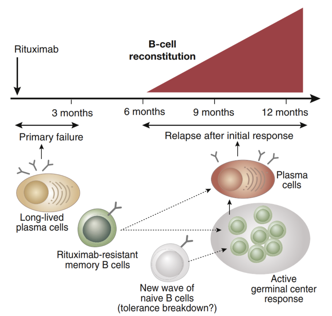 Cytek® cFluor® 一站式解决方案发布新成员--cFluor®人B细胞监测试剂盒助力自身免疫疾病治疗监测
