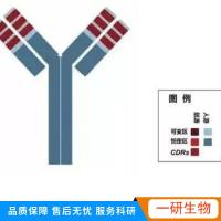 Anti-beta actin 抗体