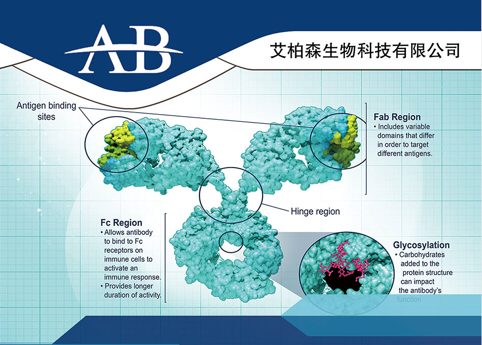 全面抗体定制服务