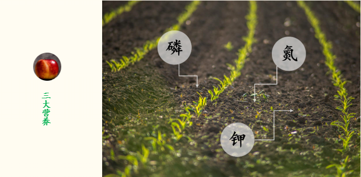 什么是土壤的营养师，也是肠道的清理工？