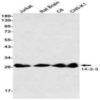 14-3-3 (DGR13148) Rabbit mAb