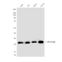 14-3-3 eta (5F2) Mouse mAb