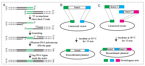 Gibson无缝连接试剂盒发布啦！Epi™ 2×HiFi G