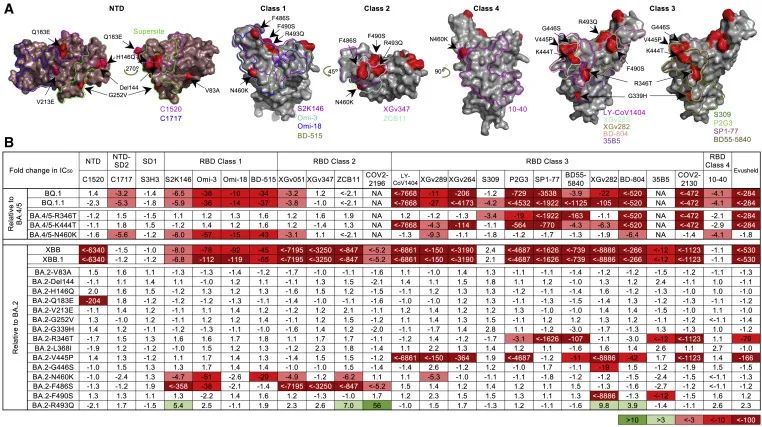 BA.5又双叒out啦!奥密克戎BQ和XBB变种已占主导地位,免疫逃逸能力更强,现有抗体全部失效,疫苗效果下降!