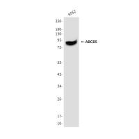 ABCB5 (8D2) Mouse mAb