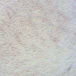 人间充质干细胞成骨诱导分化培养试剂盒