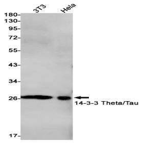 14-3-3 theta Recombinant Rabbit mAb