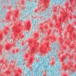 人间充质干细胞成骨诱导分化培养试剂盒