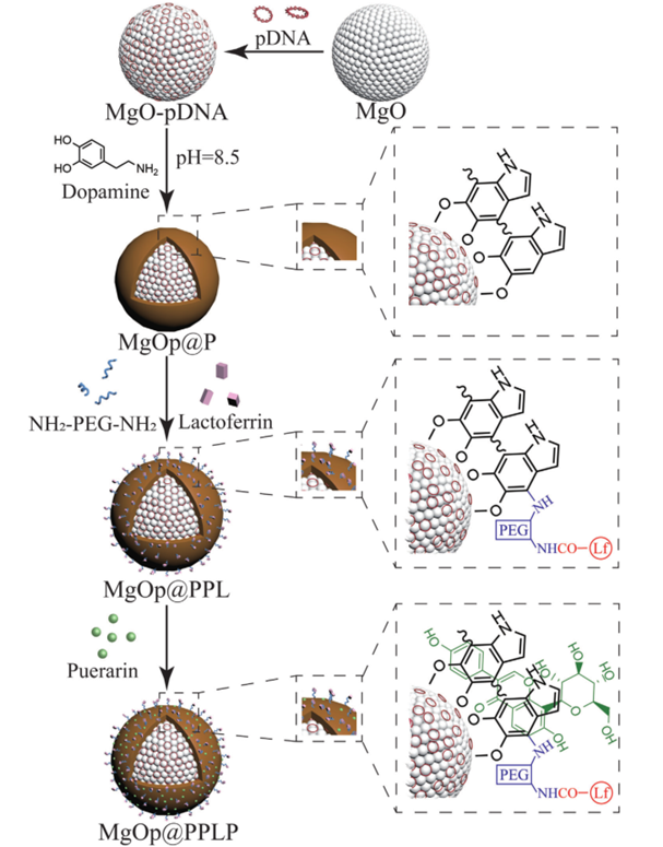 【文献速递】一种有效通过血脑屏障靶向治疗帕金森病的纳米平台