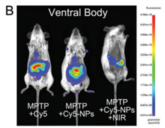【文献速递】一种有效通过血脑屏障靶向治疗帕金森病的纳米平台