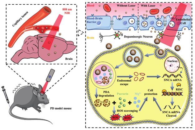 【文献速递】一种有效通过血脑屏障靶向治疗帕金森病的纳米平台