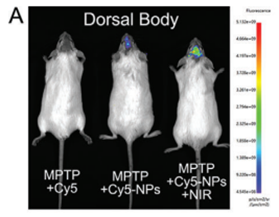 【文献速递】一种有效通过血脑屏障靶向治疗帕金森病的纳米平台