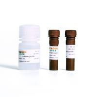 Annexin V-Alexa Fluor 488/PI细胞凋亡检测试剂盒