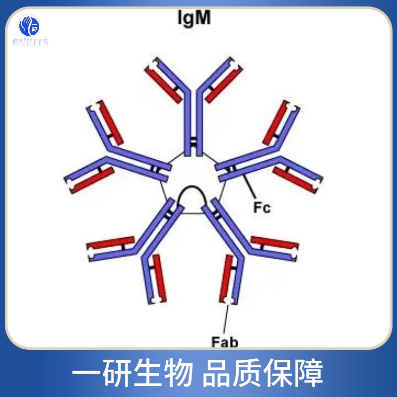 磷酸化细胞核因子NF-κB p65抗体