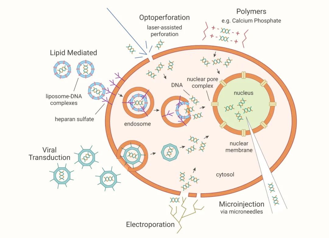 X-tremeGENE™转染试剂Protocol和答疑贴