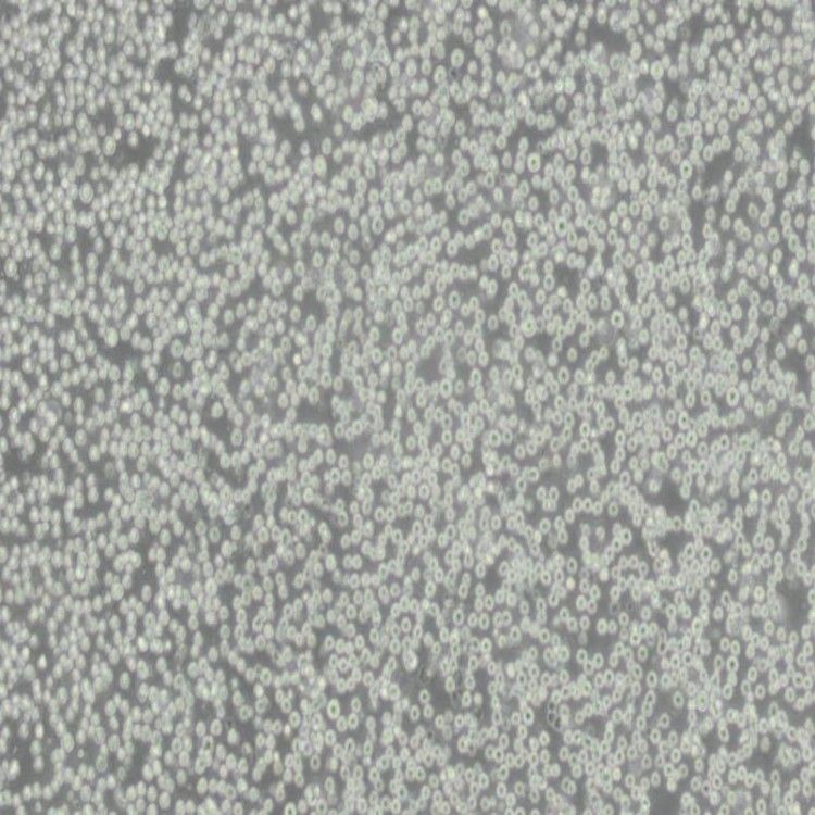 AN3CA细胞(科研实验专用培养基)