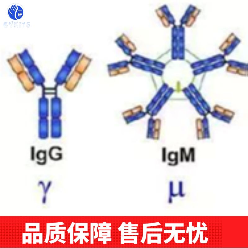 14-3-3蛋白/14-3-3 α/β/γ/δ/ε亚型抗体