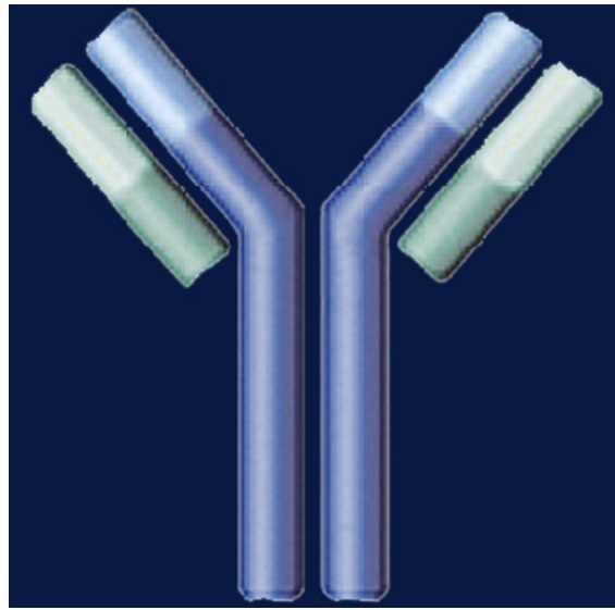 Myosin Heavy Chain Type IIA