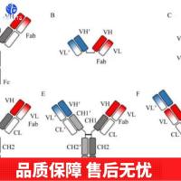 丝裂原活化蛋白激酶1/ERK 1/2抗体
