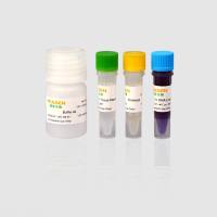 动物组织直接PCR试剂盒(Animal Tissue Direct PCR Kit)