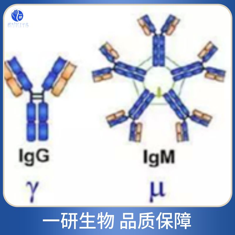 胶质纤维酸性蛋白单克隆抗体