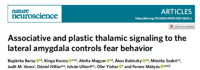 【文献解读】丘脑信号与外侧杏仁核的联合控制恐惧行为